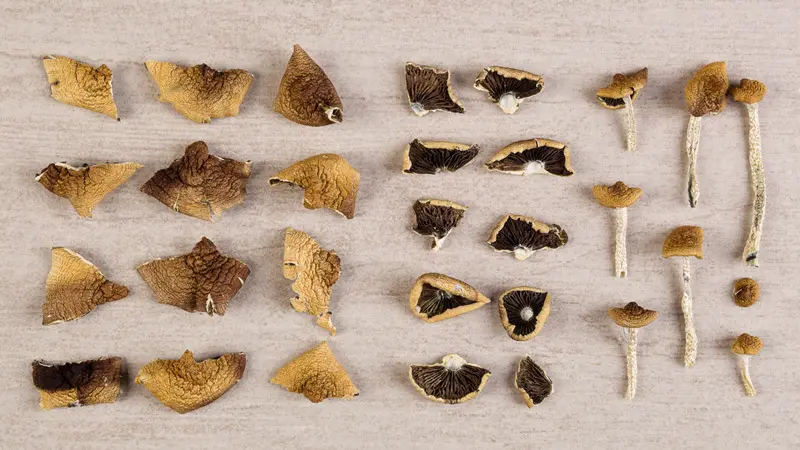 Что такое микродозинг мухоморов Что такое микродозинг мухоморов