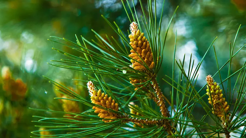 Сосновая шишка Сосновая шишка