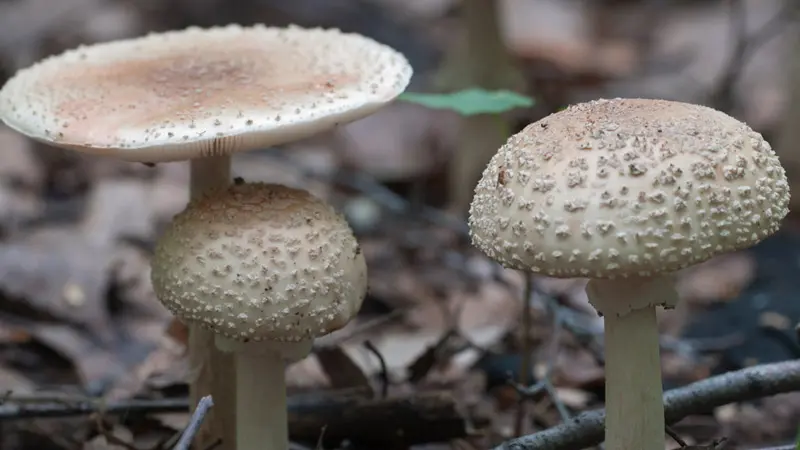 Пантерный мухомор в лесу Пантерный мухомор в лесу