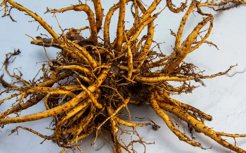 Золотой корень (Родиола Розовая) Золотой корень (Родиола Розовая)