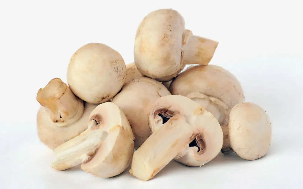 Шампиньон Шампиньон