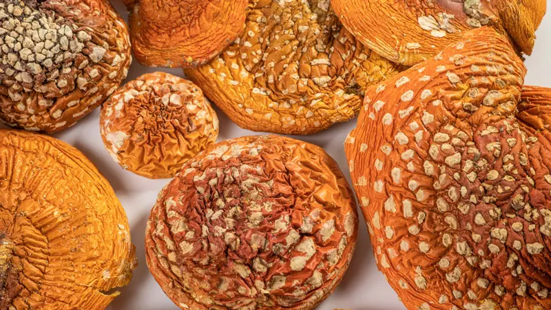 Успешно высушенные мухоморы Успешно высушенные мухоморы