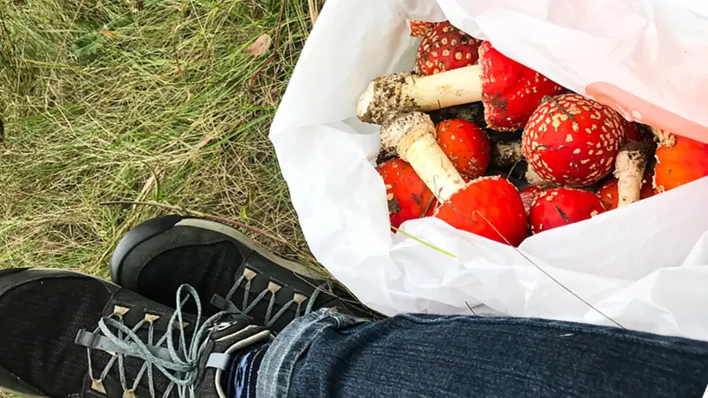 Сбор грибов Сбор грибов