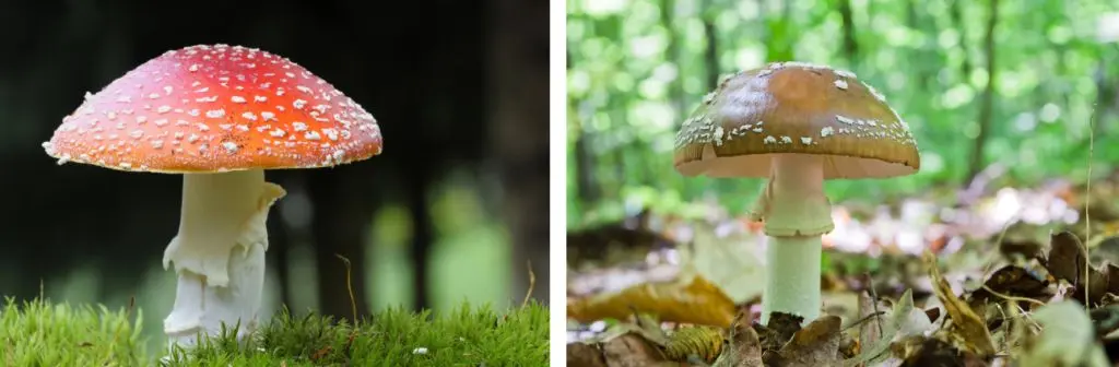 Красный и пантерный мухоморы Красный и пантерный мухоморы