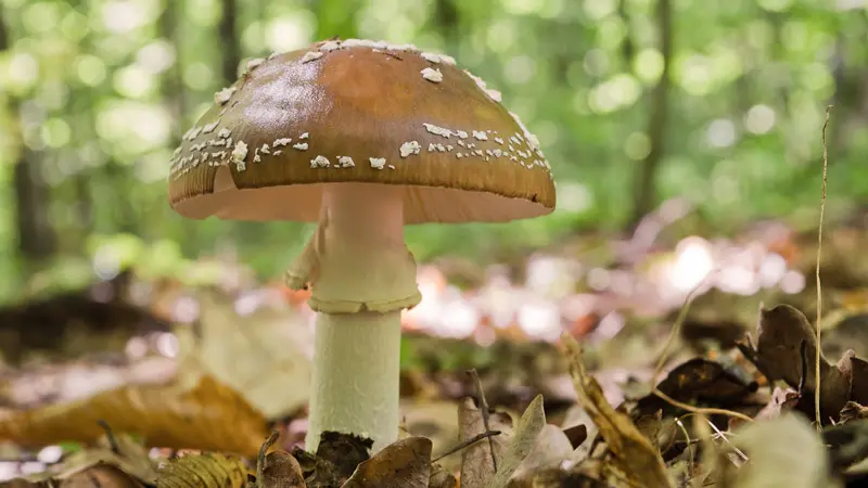 Пантерный мухомор Пантерный мухомор