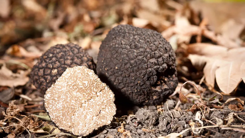 Трюфель Трюфель