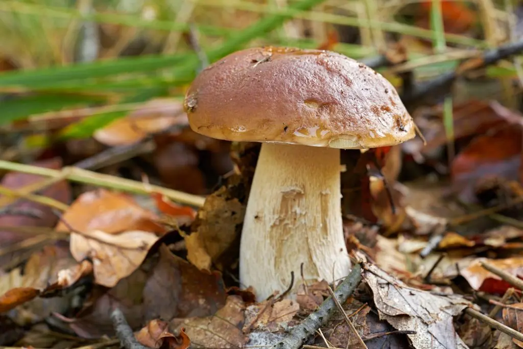 Подберезовик Подберезовик