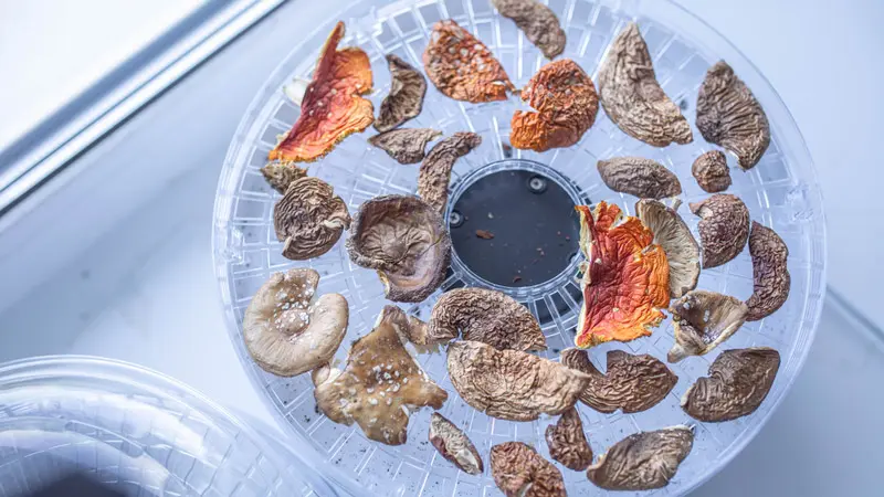 Сушка мухоморов на дегидраторе Сушка мухоморов на дегидраторе