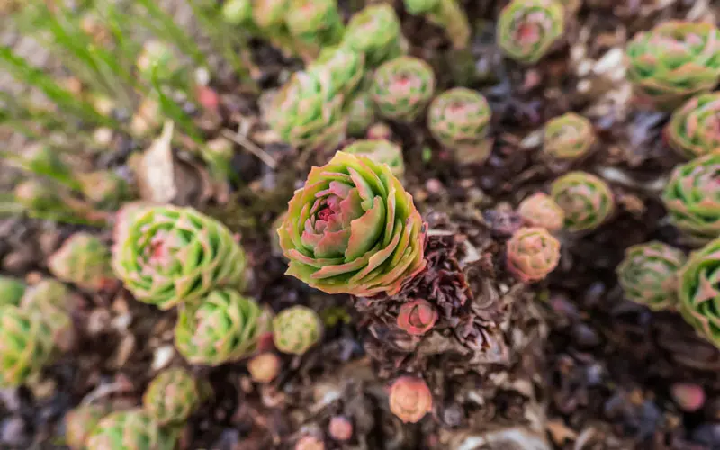 Маленькие ростки Родиолы Розовой Маленькие ростки Родиолы Розовой