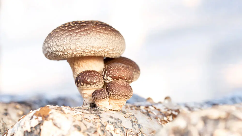 Шиитаке Шиитаке