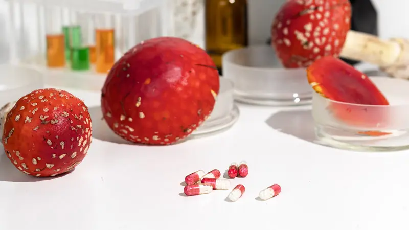 Капсулы мухоморов Капсулы мухоморов