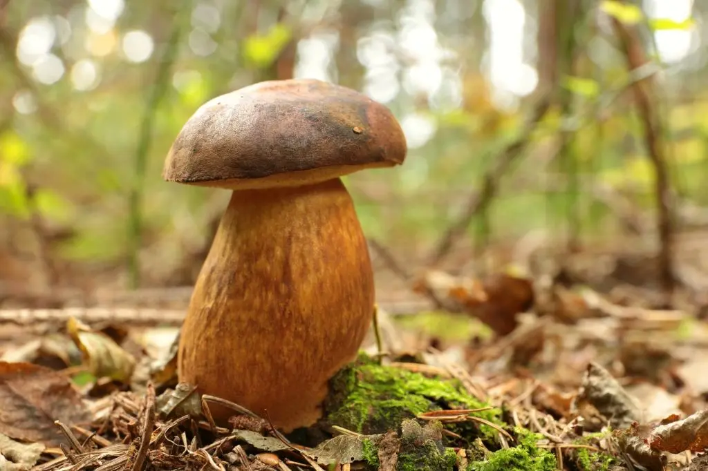 Белый гриб Белый гриб