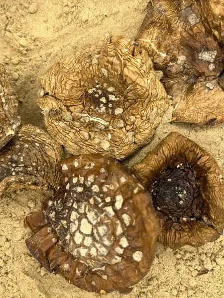 Мухомор Пантерный Шляпки в вакууме, 25 г. Мухомор Пантерный Шляпки в вакууме, 25 г.